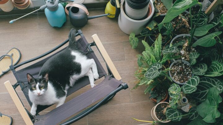 Toksyczne substancje w domu: Lista niebezpiecznych produktów, leków i ludzkich pokarmów dla kota i jak reagować w razie zatrucia.