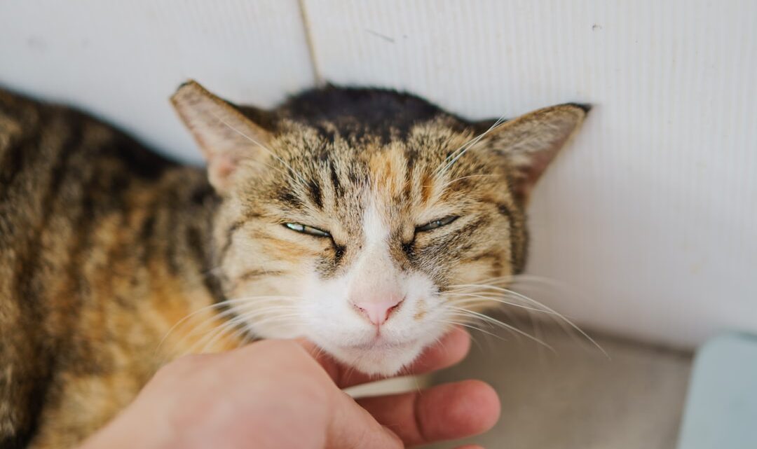 Trądzik u kota: Jak rozpoznać, leczyć i zapobiegać problemom skórnym na podbródku i w okolicach pyszczka?