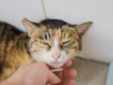 A tabby cat enjoys being petted by a human hand.