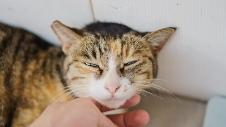 Trądzik u kota: Jak rozpoznać, leczyć i zapobiegać problemom skórnym na podbródku i w okolicach pyszczka?