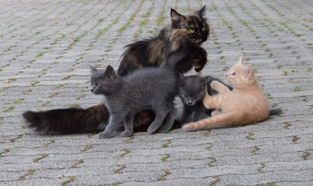 Trening klikerowy dla kota: Kompletny przewodnik po pozytywnym wzmocnieniu – od podstaw do zaawansowanych zachowań i wspólnej zabawy