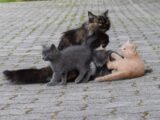 A group of cats playing with each other on the ground