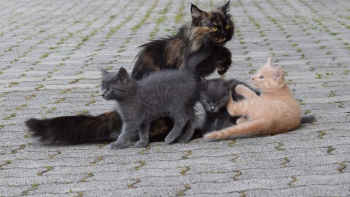 Trening klikerowy dla kota: Kompletny przewodnik po pozytywnym wzmocnieniu – od podstaw do zaawansowanych zachowań i wspólnej zabawy