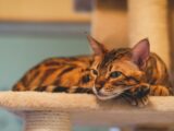 a cat laying on top of a scratching post