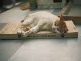 A close-up of a relaxed cat lying on a pet scratch board indoors.