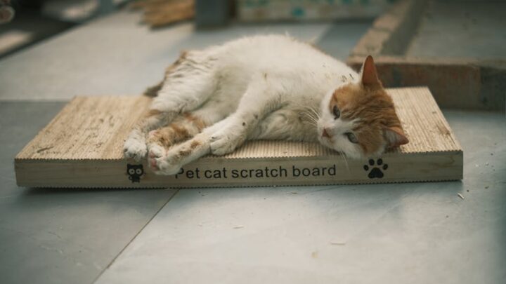 Wybór pierwszego drapaka dla kota: Rodzaje, materiały i jak dopasować go do potrzeb pupila?