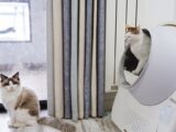 Two cats relaxing in a modern living room with an automated litter box near the window.