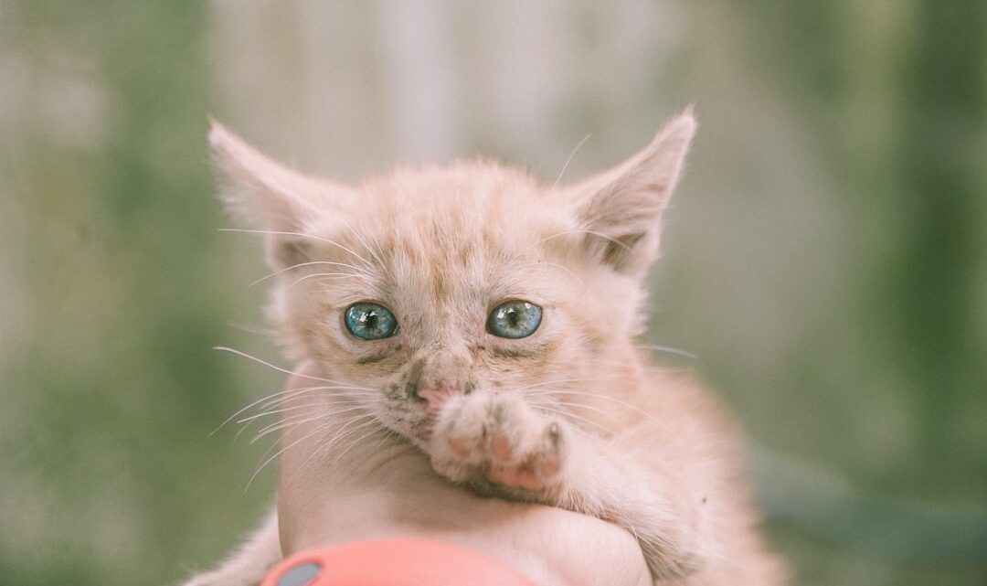 Wychowanie kota: Jak nauczyć pupila korzystania z kuwety i drapaka oraz zapobiegać niszczeniu mebli?