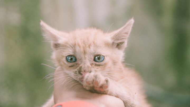 Wychowanie kota: Jak nauczyć pupila korzystania z kuwety i drapaka oraz zapobiegać niszczeniu mebli?