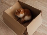 Adorable Persian cat sitting comfortably in a cardboard box indoors.