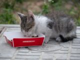 A young kitten enjoys its meal from a red box outdoors, capturing a charming moment.