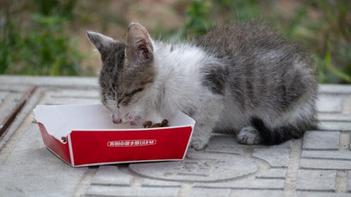 Żywienie kociąt: Jak prawidłowo karmić małego kota, by zapewnić mu zdrowy start?