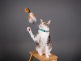 Cute cat sitting on stool, playing with toy. Perfect for pet photography and animal lovers.