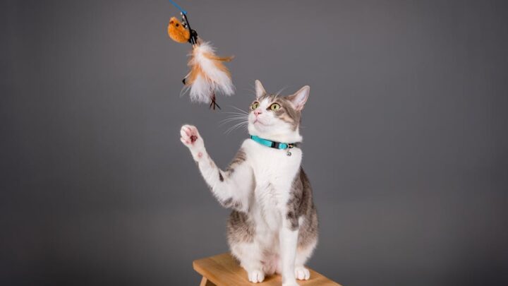 Zabawa i rozwój intelektualny kota: Jak zapewnić pupilowi odpowiednią stymulację i uniknąć nudy?