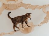 A tabby cat playing with a toy mouse on an indoor wooden cat bridge, showing curiosity and agility.