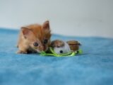 Cute orange kitten playing with a stuffed toy mouse on a blue surface, showcasing youthful playfulness.