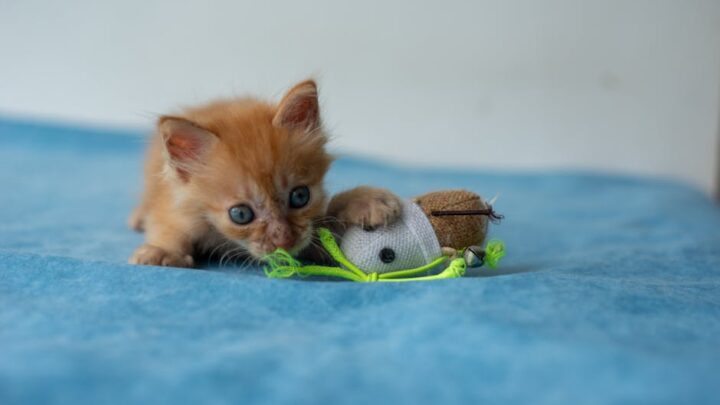 Zabawki interaktywne dla kota: Jak wybrać najlepsze do stymulacji umysłowej i zapobiegania nudzie?