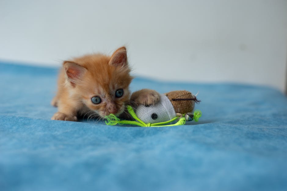 Zabawki interaktywne dla kota: Jak wybrać najlepsze do stymulacji umysłowej i zapobiegania nudzie?