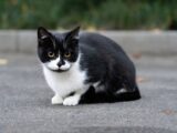 A black and white cat sitting on pavement with greenery in the background.