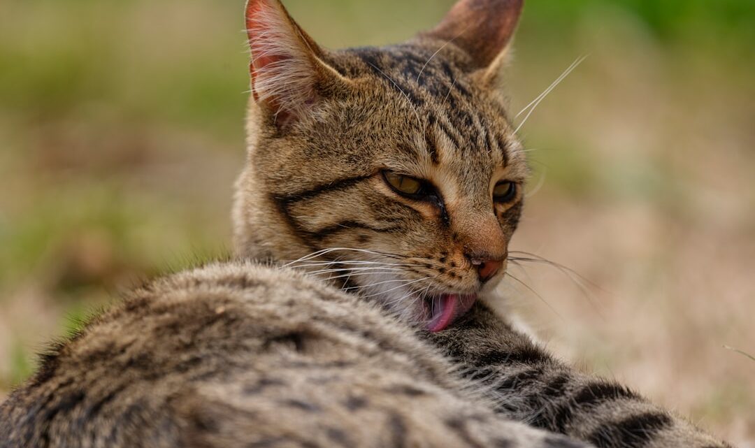 Zabiegi pielęgnacyjne dla kota bengalskiego: Szczególne potrzeby aktywnej rasy