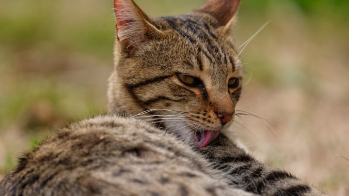 Zabiegi pielęgnacyjne dla kota bengalskiego: Szczególne potrzeby aktywnej rasy