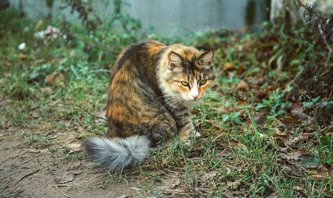 Zapalenie pęcherza u kota (FUS/FLUTD): Objawy, przyczyny i jak leczyć infekcje dróg moczowych