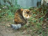 A calico cat sits in grassy outdoor area.