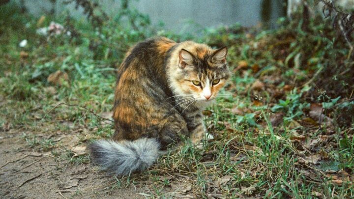 Zapalenie pęcherza u kota (FUS/FLUTD): Objawy, przyczyny i jak leczyć infekcje dróg moczowych