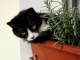 Black and white cat nestled in a red planter with greenery, looking curious.