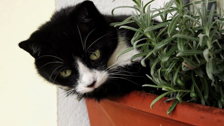 Ziołowa apteczka kota: Naturalne sposoby na łagodzenie drobnych dolegliwości i wzmocnienie odporności