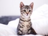 A tabby kitten sitting on a white blanket