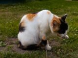a calico cat sitting on the ground eating grass