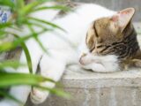 A tabby and white cat sleeping on concrete steps.