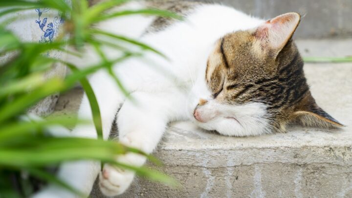 Zrozumieć kocie sny: Co naprawdę śni się Twojemu pupilowi?