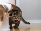 A tabby cat hisses at a dog in an indoor hallway, showcasing tension.
