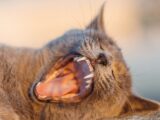 A detailed close-up of a yawning cat, showcasing sharp teeth and whiskers in a warm outdoor setting.