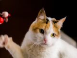 Charming calico cat playing with a toy, showcasing its bright eyes and playful nature.