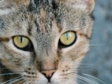 Detailed close-up of a tabby cat's intense gaze showing vibrant green eyes and detailed fur.
