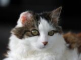 a close up of a cat with green eyes