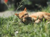 A ginger cat lies on green grass, playfully chewing a leaf on a sunny day.