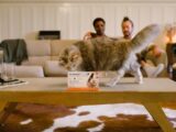 brown tabby cat on brown wooden table