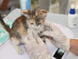 Kitten receiving veterinary care on a table. Gloves and syringes visible.