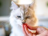 orange tabby kitten on persons hand