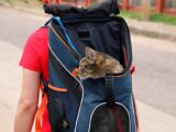 A domestic cat peeks out from a backpack worn by an adult walking outdoors.