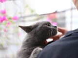 Close-up of a gray cat being gently petted outdoors with pink flowers in the background.