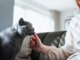 Jak mówić do kota, aby Cię zrozumiał? Skuteczne metody komunikacji i budowania głębszej więzi.