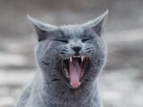 A gray cat yawning with its mouth wide open, displaying sharp teeth.
