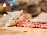 white cat lying on ground