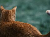 cat raising tail in front of grass
