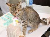 A young gray tabby kitten being fed by a veterinarian, showcasing compassionate animal care.